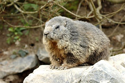 Woodchuck Photos, Download The BEST Free Woodchuck Stock Photos & HD Images