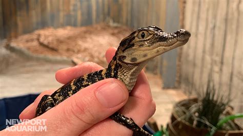 Baby American Crocodiles