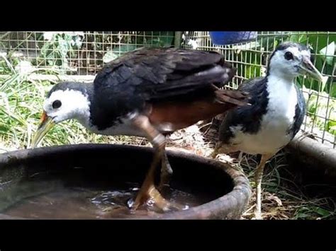 Burung Ruak Ruak Di Aviary Mini 30 Agustus 2023 Burung Ruakruak