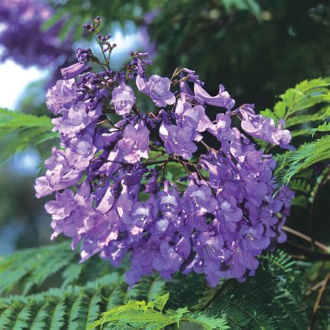 Jacaranda San Diego Zoo Animals And Plants