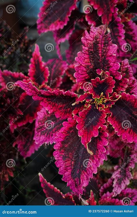 Coleus Plant Leaves Are Red Generally Plants Of This Genus Are Used