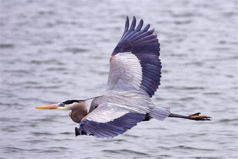 Farmer Megs Digest My Totem The Great Blue Heron