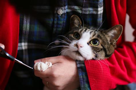 How to Trim Your Cat's Nails