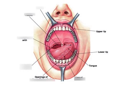 mouth Diagram | Quizlet