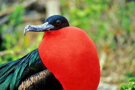 Las Islas Galapagos: Fauna de Galapagos