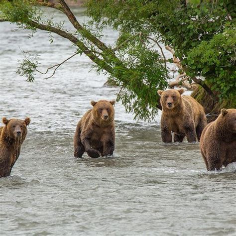 The Kingdom of Kamchatka: Wildlife Tour and Kamchatka Bear Tour | Bear ...