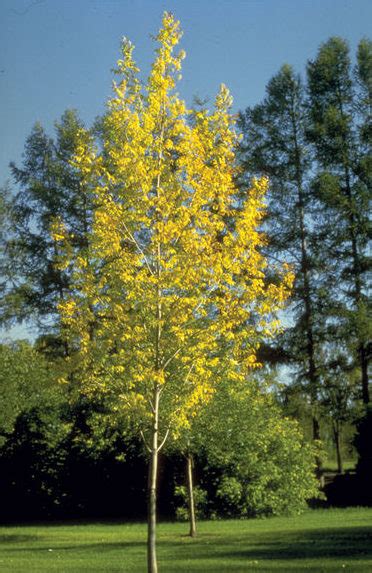 Prairie Spire Ash Blue Grass Nursery Sod Garden Centres