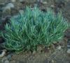 Helichrysum italicum seeds, organic | Strictly Medicinal Seeds