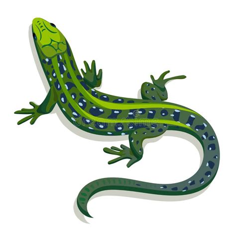 L Zard Vert Stock Illustrations Vecteurs Clipart Stock