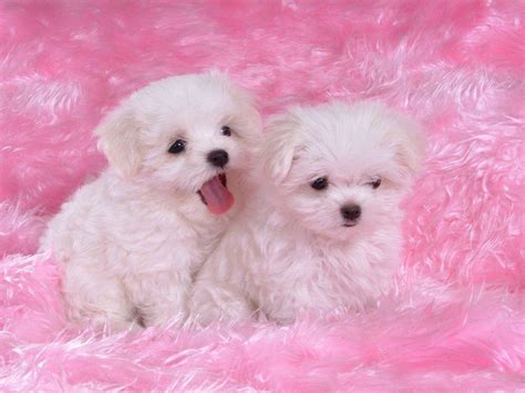 Cute Dogs And Puppies Wallpapers - Wallpaper Cave