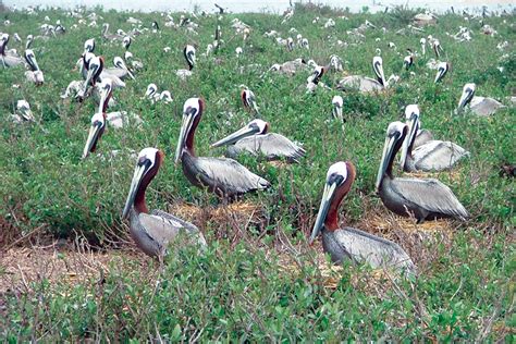 Brown Pelicans National Maritime Historical Society