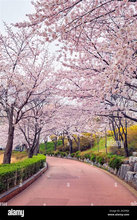 Korean Cherry Blossom Flowers In Hi Res Stock Photography And Images