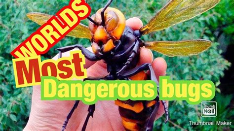 Top Most Dangerous Bugs Around The World Youtube