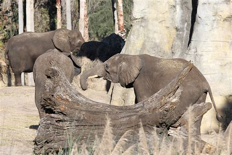 Kilimanjaro Safaris animals - African Elephant - Photo 2 of 6