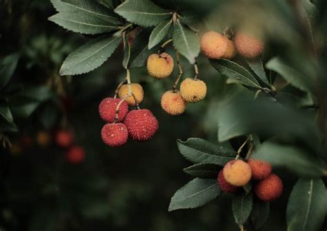 Lychee - the paradoxical summer fruit - FreshMAG