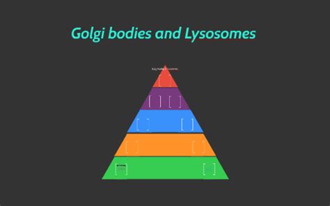 Golgi Bodies & Lysosomes by Brandon Stovall