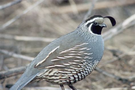 wildlife — Palouse Land Trust