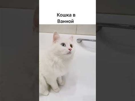 Кошка в ванной |Пародия на "шлёпа в ванной" - YouTube