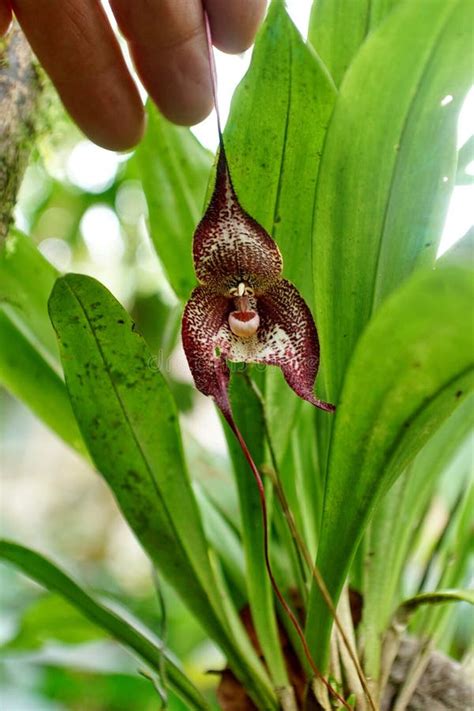 Monkey face orchid stock photo. Image of green, monkey - 178449950