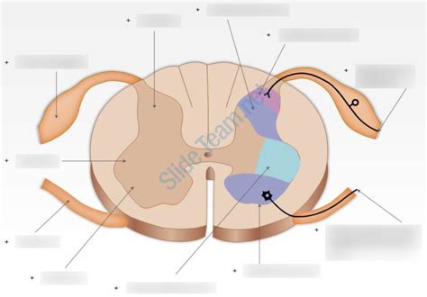 Anat 3001 Typical Spinal Cord Segment Diagram Quizlet