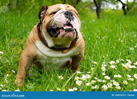 English Bulldog Stock Photo Image Of Brown Majestic 19465310