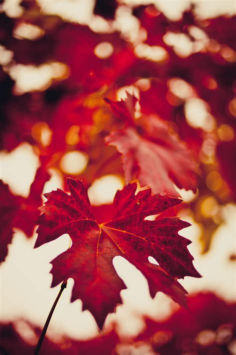 Autumn Macro Blur Maple Leaf HD Phone Wallpaper Pxfuel