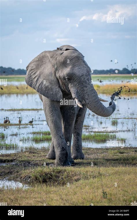 African Bush Elephant Throws Mud Over Itself Stock Photo Alamy