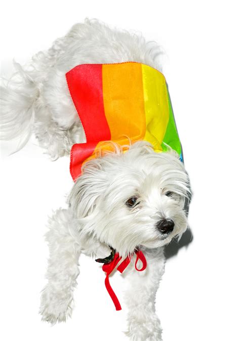 Rainbow Dog Cape Costume | Dolls Kill