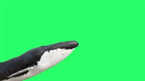 Realistic Dolphin Isolate On Green Background Stock Footage Video (100% Royalty-free) 1102337877 ...