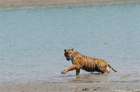 The Sundarban Tiger