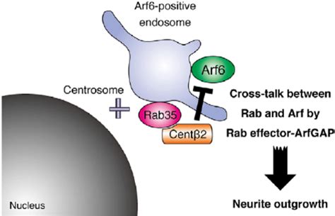 A Model Of The Crosstalk Between Rab35 And Arf6 Through Centaurin B 2