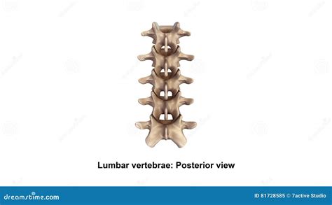 Lumbar Vertebrae Posterior View Stock Illustration Illustration Of