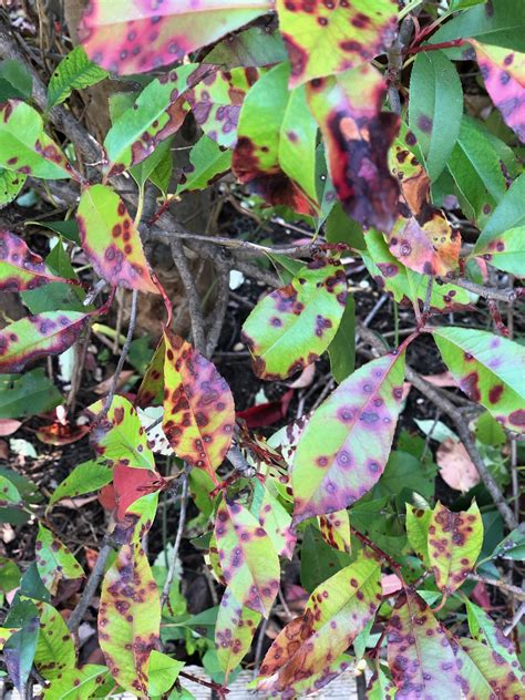 Why Do My Red Tip Photinias Have Spots On The Leaves Leaf Spot Diseases
