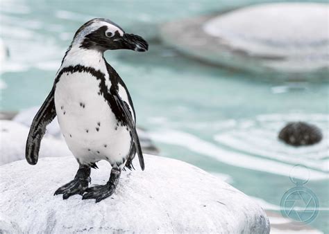 pinguin foto bild tiere jahreszeiten winter bilder auf fotocommunity
