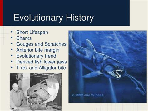 PPT - Evolution & Adaptations of Placoderms PowerPoint Presentation - ID:2681855