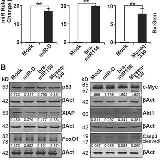 Lipofection Of The Top Broccoletti Mir Candidates Does Not Alter Cell