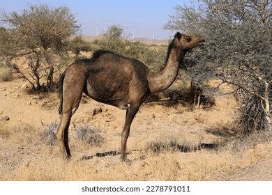 5,166 Cold Desert Animals Images, Stock Photos & Vectors | Shutterstock