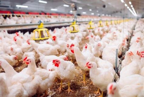 Op O Mais Barata Que A Carne Vermelha Pre O Do Frango Passa De R