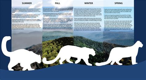 Life Cycle Of A Leopard