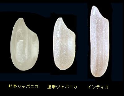 徒然なるままに｜コメものがたり