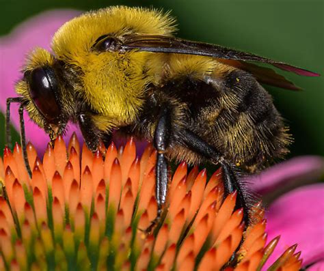 Brown Belted Bumble Bee Bombus Griseocollis Bugguidenet