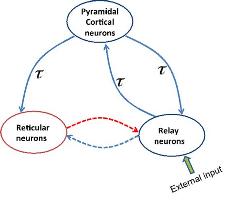 Schematic Of A Thalamocortical Module The Blue And Red Lines Indicate Download Scientific