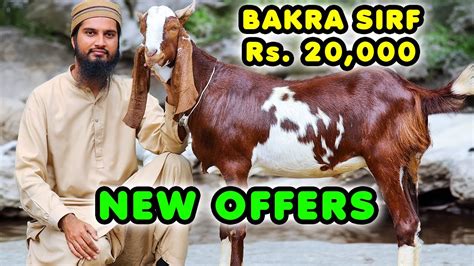 Qurbani Ka Bakra Sirf K Main New Offers For Qurbani Lover At Gulabi