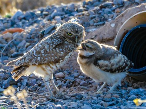 Photo By Yasmina Parker Zanjero Park In Gilbert Arizona Is A