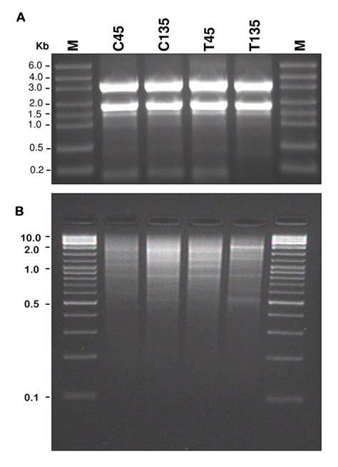 Cdna Sample Preparation A Electrophoresis Of Total Rna On Denaturing Download Scientific