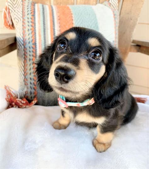 Long Haired Miniature Dachshund The Ultimate Purebred Icon