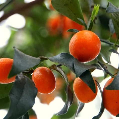 Kumquat Varieties - Minneopa Orchards