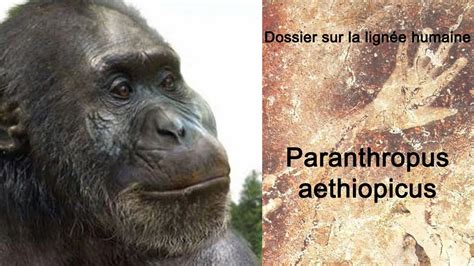 Paranthropus aethiopicus - YouTube