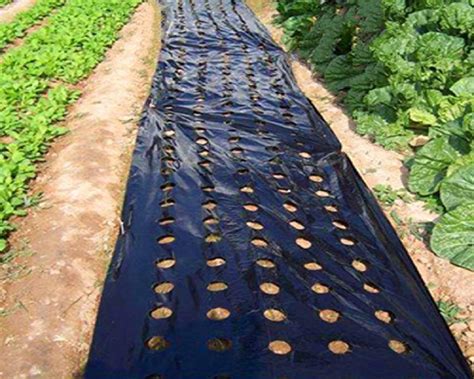 Black Plastic Ground Cover Weed Control Mulch Layer China