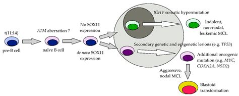 Beam Mantle Cell Lymphoma - The Best Picture Of Beam